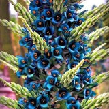 Puya Berteroniana Alpestris Seeds Sapphire Tower Puya Alpestris * Very Rare *