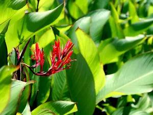 Grande Musafolia Canna Lily Live Plant Rhizome (Bright Orange and Red Blooms)