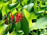 Grande Musafolia Canna Lily Live Plant Rhizome (Bright Orange and Red Blooms)