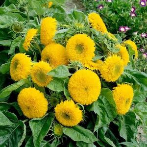 Teddy Bear Sunflower Seeds - 25/50/100/200 Seeds - Helianthus annuus - Open-Pollinated, Non-Hybrid & Non-GMO - Heirloom Canada Flower Seeds
