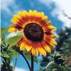 Autumn Bicolor SUNFLOWER SEEDS  bouquet cut flowers Dizzy Bees Urban Garden **Combined Shipping**