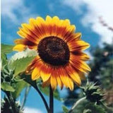 Autumn Bicolor SUNFLOWER SEEDS  bouquet cut flowers Dizzy Bees Urban Garden **Combined Shipping**