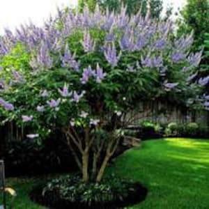 Vitex seeds also known as Chaste Tree 20 count seeds