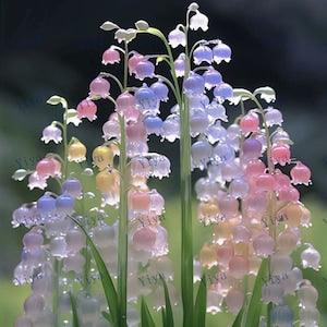 50Pcs Canterbury Bells Seeds, MIX seeds - Heirloom Flower (Campanula medium) - Elegant Bloom (#6988)