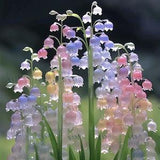 50Pcs Canterbury Bells Seeds, MIX seeds - Heirloom Flower (Campanula medium) - Elegant Bloom (#6988)