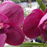 Orchid Vanda Mem Ted Carter Burgundy Tropical hanging plant