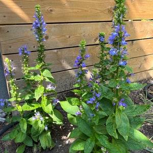 50+ Great Blue Lobelia SEEDS, Lobelia siphilitica