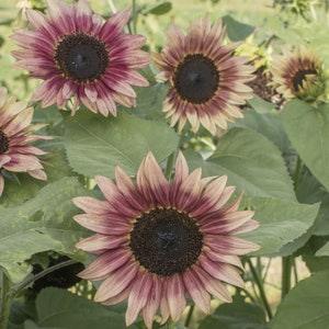 10 Strawberry Blonde Sunflower Seeds / Helianthus Annuus / Cottage / Pollenless / Cut Flower / English Garden / Wedding Bouquet Flowers