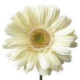 Creamy White Gerbera Daisy - 150 Gerber Daisies Flower Delivery