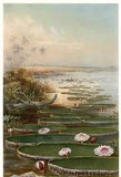 Victoria Regia (Water Lily) in the River Amazon --POSTCARD