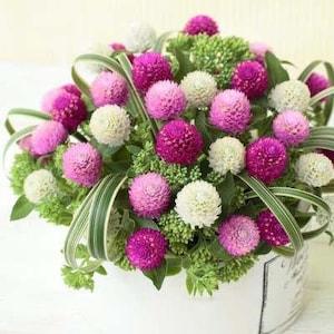 50 Pcs Gomphrena All Colour Blend Flower Seeds- GOMPHRENA GLOBOSA- Beautiful and Excellent Cut Globe Amaranth Annual Flower/  (FL147)