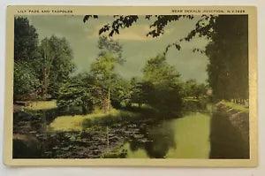 Lily Pads & Tadpoles near Dekalb Junction NY, Vintage Postcard