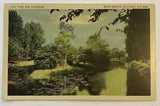Lily Pads & Tadpoles near Dekalb Junction NY, Vintage Postcard