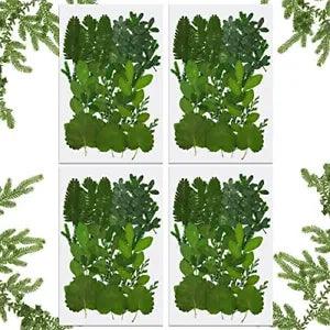 84 Pieces Real Dried Pressed Leaves Assorted Natural Dry Leaves Green Dry