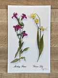 Crandall Studios Grand Teton National Park Postcard - Monkey Flower/Glacier Lily