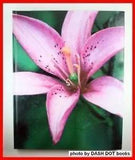 Lilies - Hardcover By Appell, Scott D - GOOD