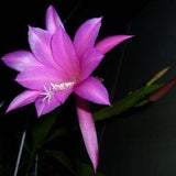 Disocactus Nelsonii 3 CUTTINGS Epiphyllum Cactus Plant