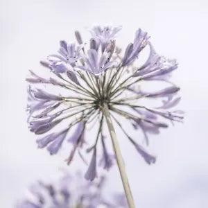 African Lily flowers > Frank, Assaf