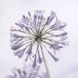 African Lily flowers > Frank, Assaf