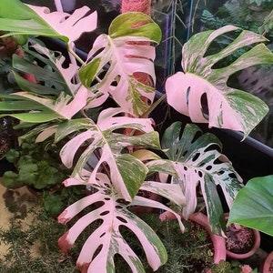 PL849TR Monstera 5 Seeds