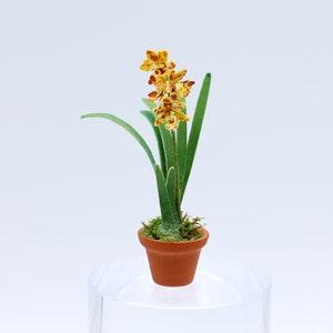 Leopard Orchid (One Spike)