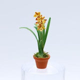 Leopard Orchid (One Spike)