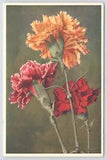 Flowers~Thor Gyger~776~Dianthus Caryophyllus~Carnations~Red Yellow & Pink~Vtg PC