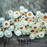 300 Organic WHITE Helichrysum Straw Flower Everlanstings Helichrysum Bracteatum Seeds Samen Somen Zaad Zaden Graines Semi Weisse Strohblume