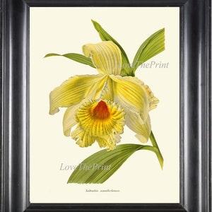 Botanical Print IH857 Beautiful Antique Yellow Sobralia Orchid Large Blooming Flower Tropical Nature Plant Wall Art Home Room Decor to Frame