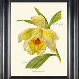 Botanical Print IH857 Beautiful Antique Yellow Sobralia Orchid Large Blooming Flower Tropical Nature Plant Wall Art Home Room Decor to Frame