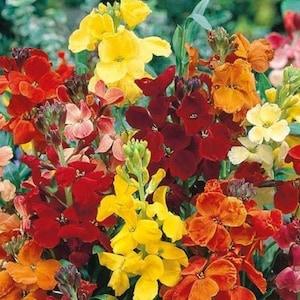 WALLFLOWER Cheiranthus Cheri Mix Red Orange Yellow Fragrant 30 Seeds