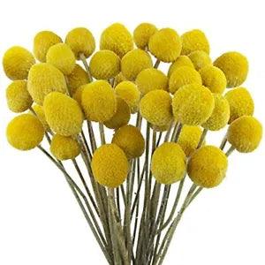 40 Pcs Natural Dried Flowers Craspedia Billy Balls Flowers Billy Buttons