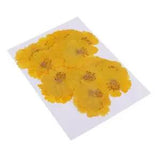20pcs Dried Flower Coreopsis Yellow for Jewelry Making DIY Pendant Charms