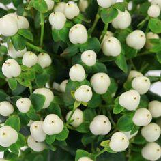 Snow White Designer Hypericum Berries - 50 Stems Flower Delivery