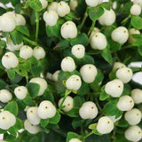 Snow White Designer Hypericum Berries - 50 Stems Flower Delivery