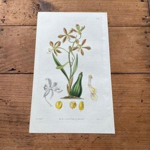 Encyclia Orchid, 1830 Hand-Colored Curtis Engraving, Original Antique Botanical Print