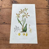 Encyclia Orchid, 1830 Hand-Colored Curtis Engraving, Original Antique Botanical Print