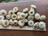 Freshly Dried Large White Strawflower Heads On 6??? Thin Wire Stem 24 Heads Lot #8