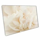 White Cream Peony Flower Petals close up Floral Nature Photography Print Canvas