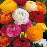Ranunculus 10  corms, mixed variety of colors (Buttercup), perennial flowers, orange, white, pink, purple blooms