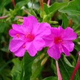 Four O Clock Flower Seeds,  Pink Four O' Clock Flower Seeds,"Cool BEANSN Sprouts" Brand. Home Gardening.
