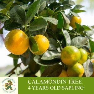 Calamondin Sapling Grafted Ready To Plant, With Tuberous Soil, 4-5 Years Old Plentiful Fruiting Calamondin Tangerine Tree for Pot and Garden