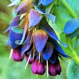 10 seeds / Unique Cerinthe Major Seeds / Honeywort Seeds  /  Purpurascens Seeds / Easy to grow / (#107)