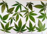 15x Real Pressed Hemp leaves for Craft projects Hemp Leaf for Arts Resin DIY X