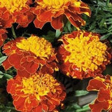 Marigold - Flame Flowers 1g - 50 Seeds - Tagetes Patula