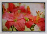 Wild Flowers Plants 013060 Two Hybrid Pink Lilies Limited Edition Watercolour P