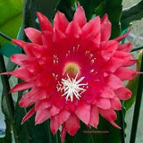 1 unrooted cutting/ leaf/ stem Super Rare Hot  Bob Grimshaw Epiphyllum Orchid Cactus 6-8???