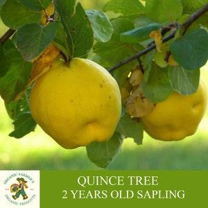 Quince Sapling, Grafted Ready to Plant, Tubed Soil, 2 Years Old Fruity Quince Tree, For Pot and Garden - Heirloom, Open Pollination