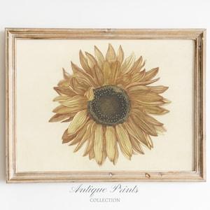 Vintage Sunflower Wall Art, Botanical Drawing, Antique Sunflower Sketch Art, Sunflower Print, Summer Farmhouse Decor - PRINTABLE