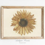 Vintage Sunflower Wall Art, Botanical Drawing, Antique Sunflower Sketch Art, Sunflower Print, Summer Farmhouse Decor - PRINTABLE